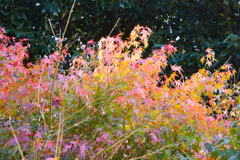 紅葉の輝き part2