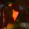 紅葉と陽射し