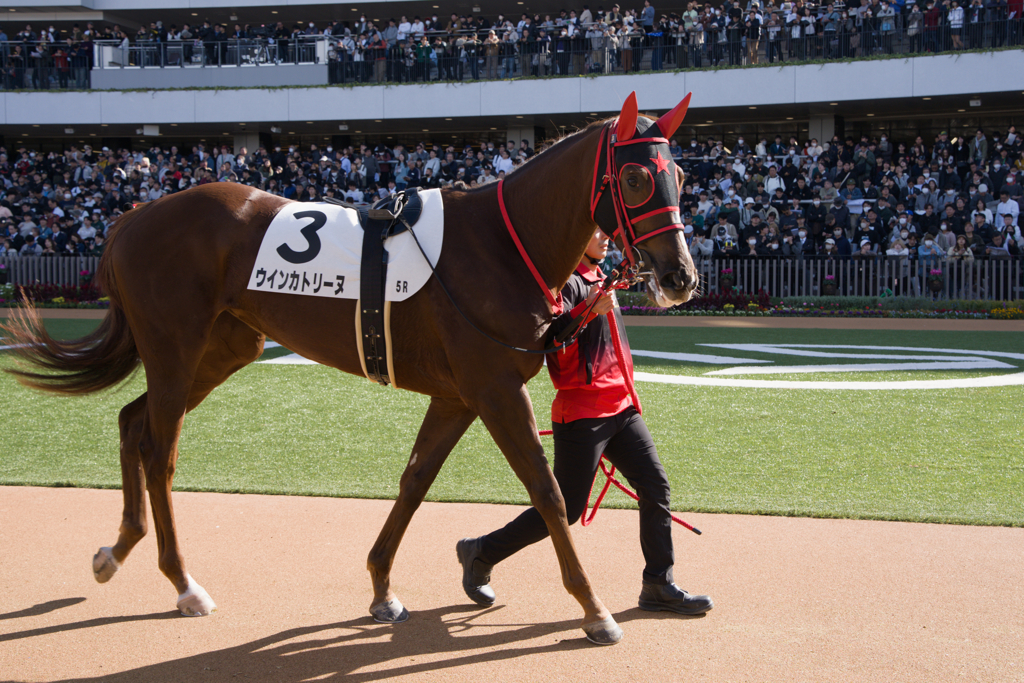 観衆を魅了して