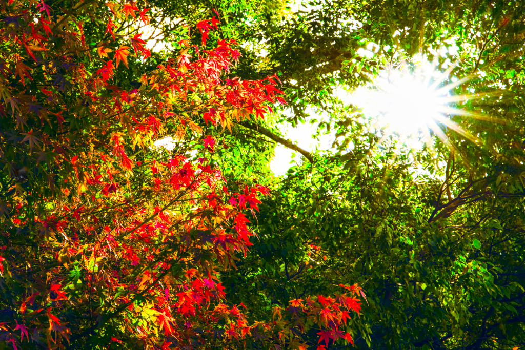 紅葉を見上げたら