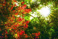 紅葉を見上げたら