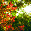 紅葉を見上げたら