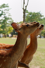 くださいな