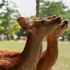 くださいな
