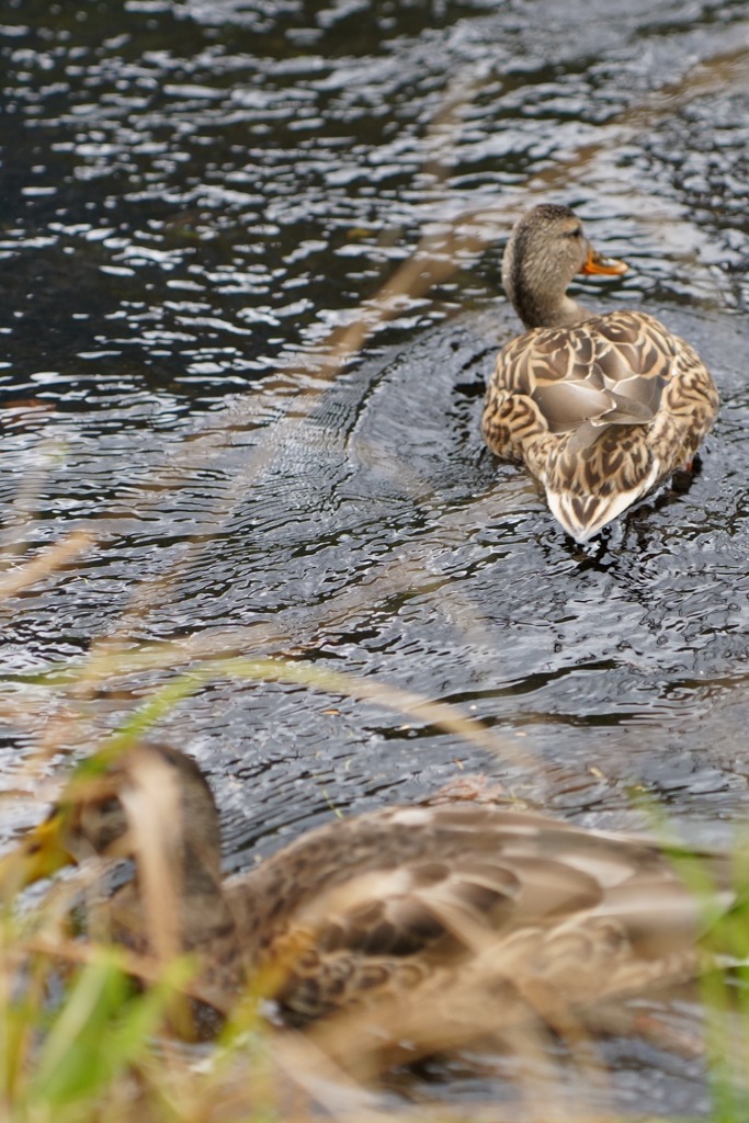 カモと水紋