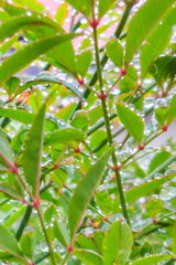 雨上がりの水玉