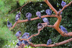 ハトたちの井戸端会議