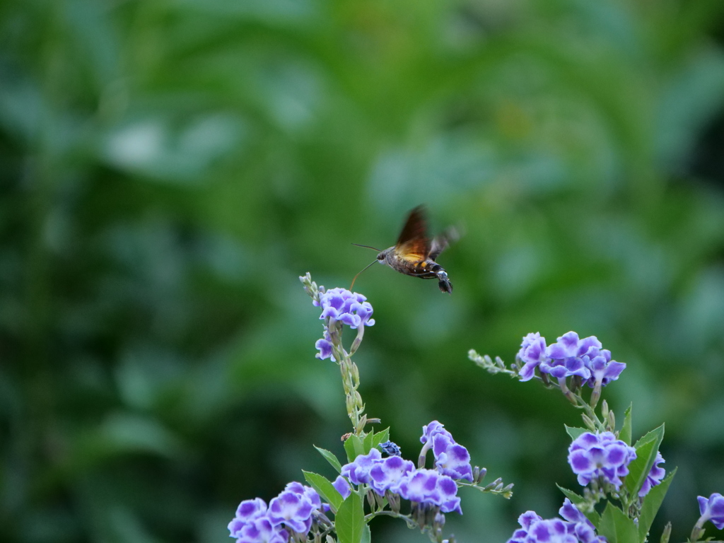 デュランタとホウジャク