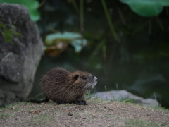 ヌートリア