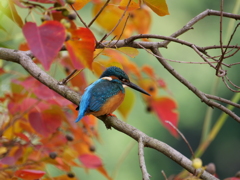 紅葉とカワセミ