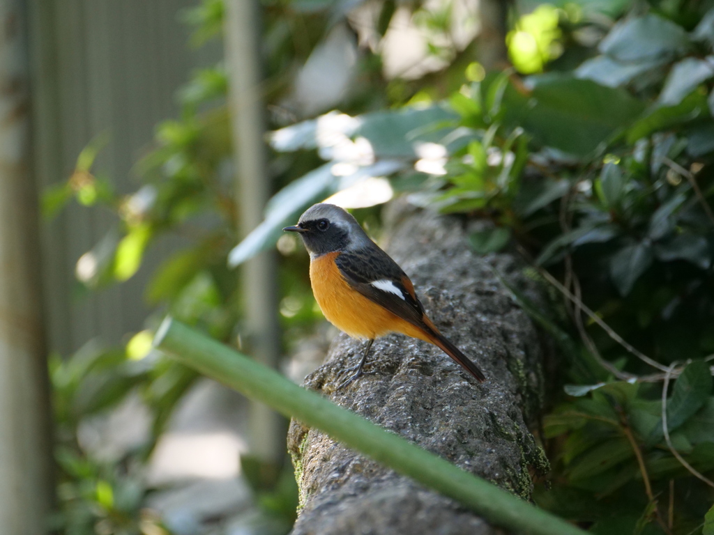 縄張り中のジョビちゃん