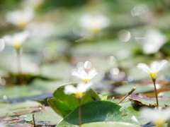 ガガブタの花