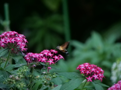 ペンタスとホウジャク