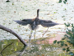 朝日を浴びて飛び立つホシゴイちゃん