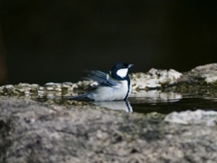 水浴びをするシジュウカラ
