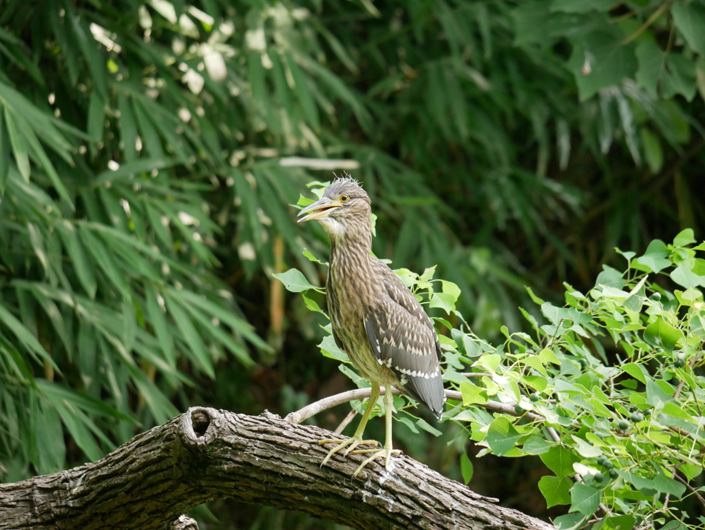 ゴイサギの幼鳥