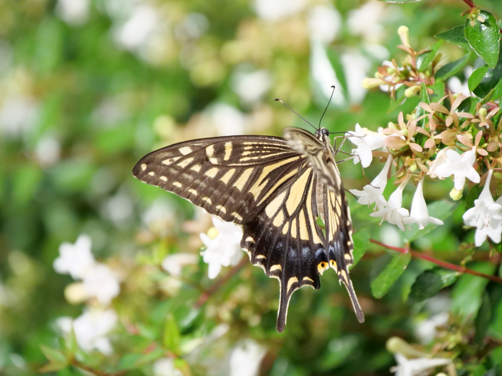 アベリアの蜜を吸うアゲハチョウ