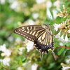 アベリアの蜜を吸うアゲハチョウ
