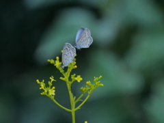 オミナエシに集まるヤマトシジミ