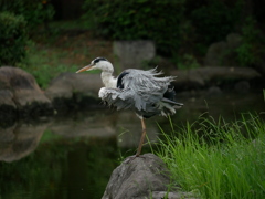 アオサギ