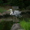 アオサギ