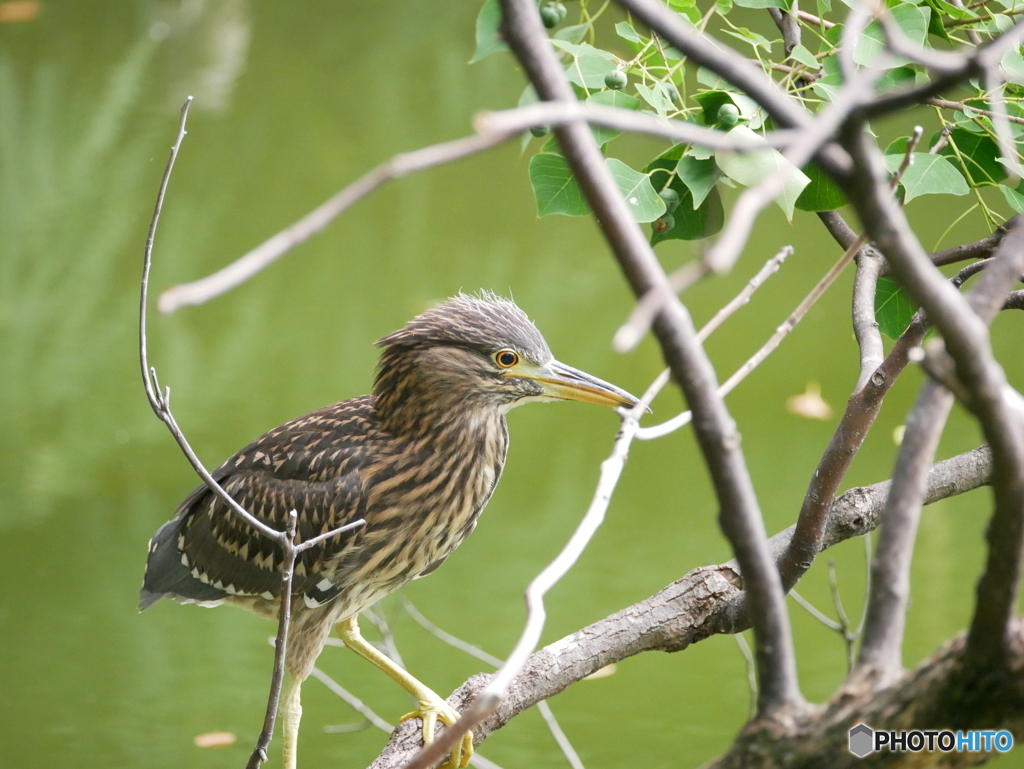 ゴイサギの幼鳥