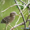 ゴイサギの幼鳥