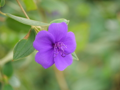 シコンノボタン