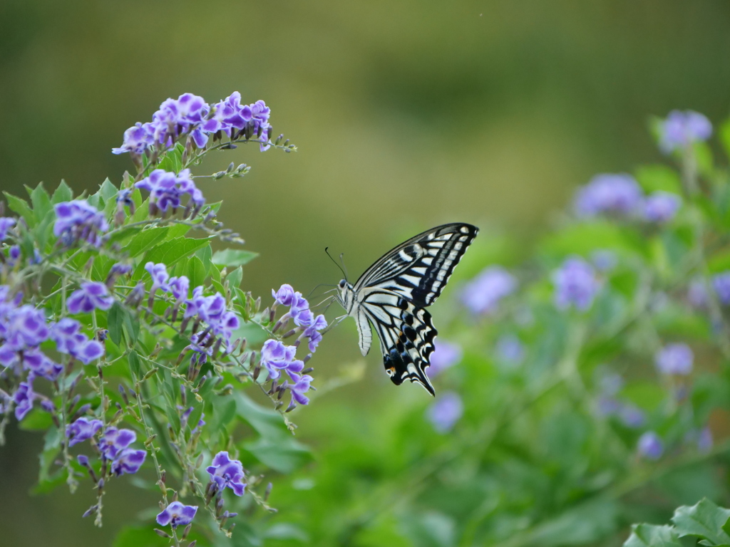 デュランタとアゲハ