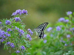 デュランタとアゲハ