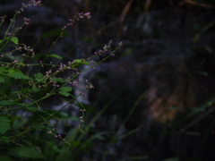 手前