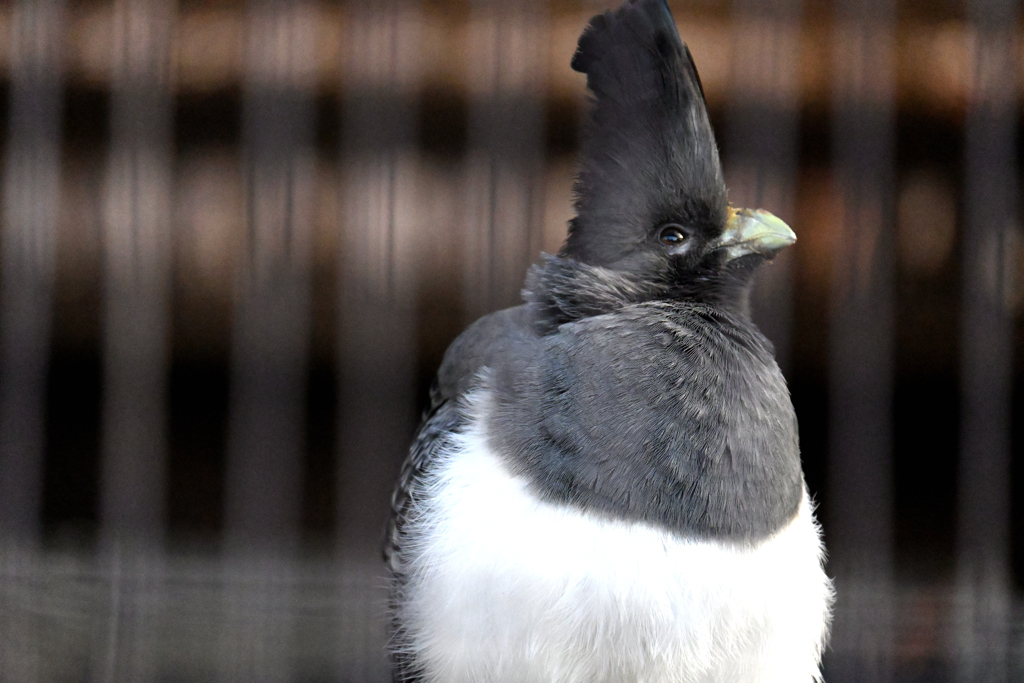 シロハラハイイロエボシドリ②