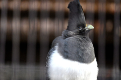 シロハラハイイロエボシドリ②