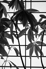 障子と観葉植物