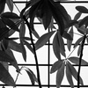 障子と観葉植物