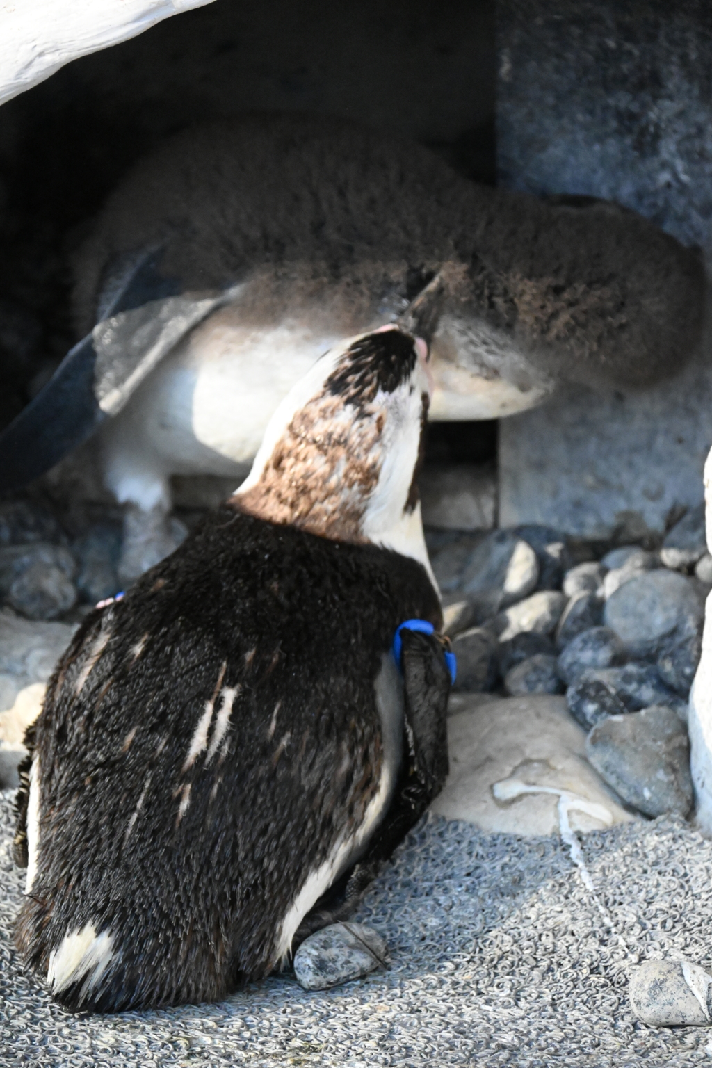 ペンギンの親子