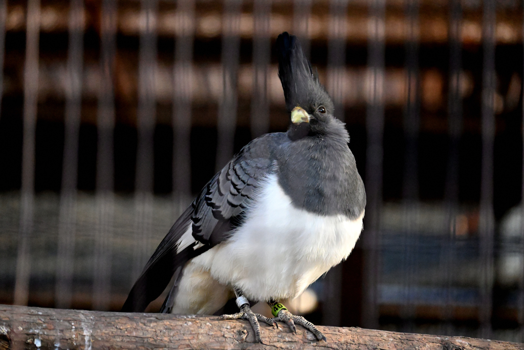 シロハラハイイロエボシドリ