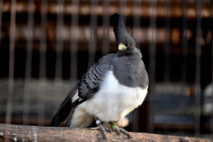 シロハラハイイロエボシドリ