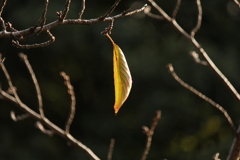 冬のおとずれ？