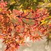 紅葉2