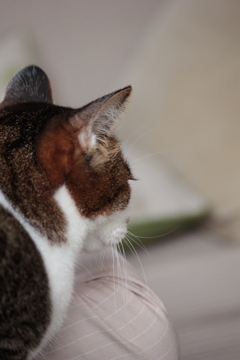 おやつが欲しい！