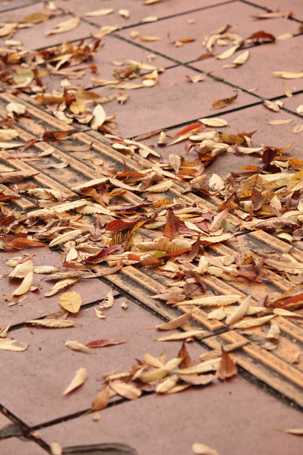 落ち葉