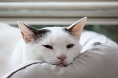 眠そう