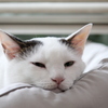 眠そう