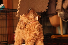 取ったどぉぉぉぉぉ！！