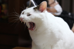 凄い顔