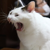 凄い顔
