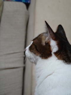 猫の横顔
