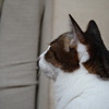 猫の横顔