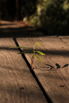 床からこんにちは